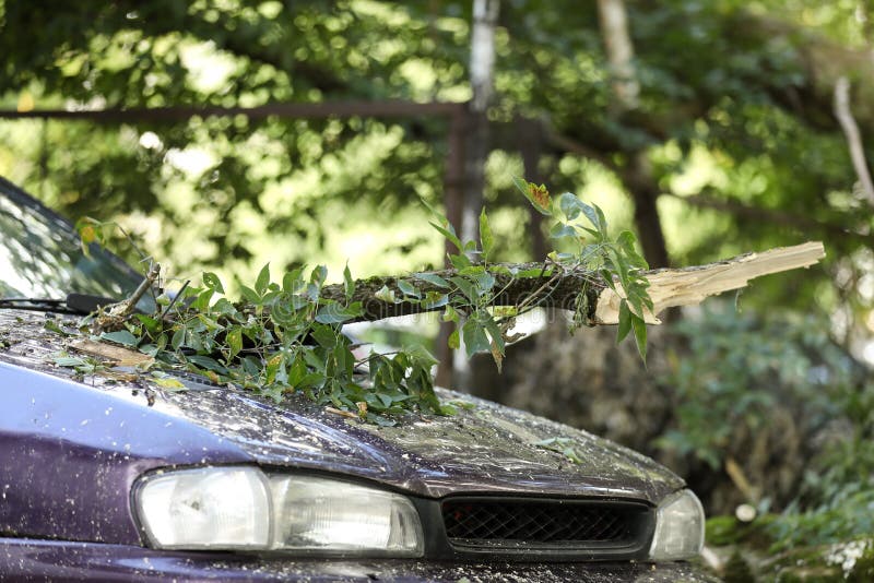 A Tree Fell on the Car Due To Strong Wind. Broken Vehicle after the Storm Stock Photo Image of