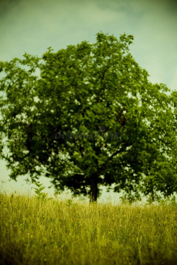 Tree in the field