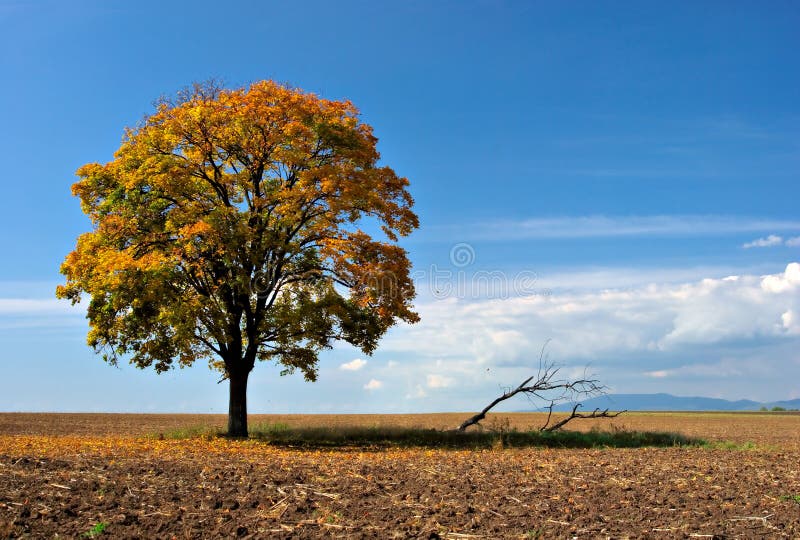 Obrázok osamelý strom v oblasti, odlievanie tieň niektoré mŕtvych ramien.