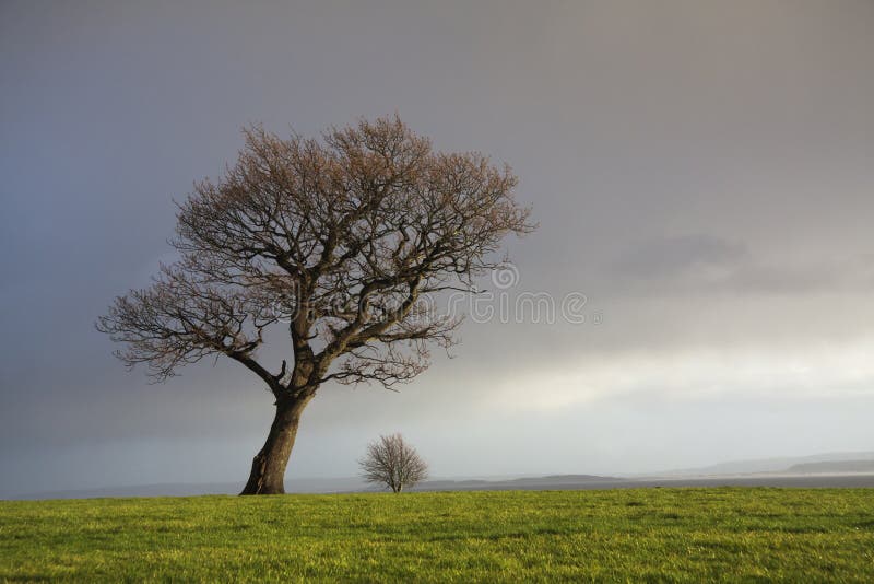 Large Tree in a Field Meadow stock images