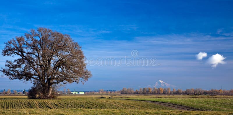 Tree in field with Mt. Hood. Tree in plowed field with Mt. Hood in the background viewed from Sauvie Island, Oregon stock photos Tree in field with Mt. Hood. Tree in plowed field with Mt. Hood in the background viewed from Sauvie Island, Oregon stock photos