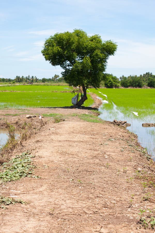 Tree and the field rice