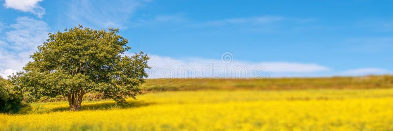 Tree in a field of yellow rapeseed flowers, spring panoramic background with copy space