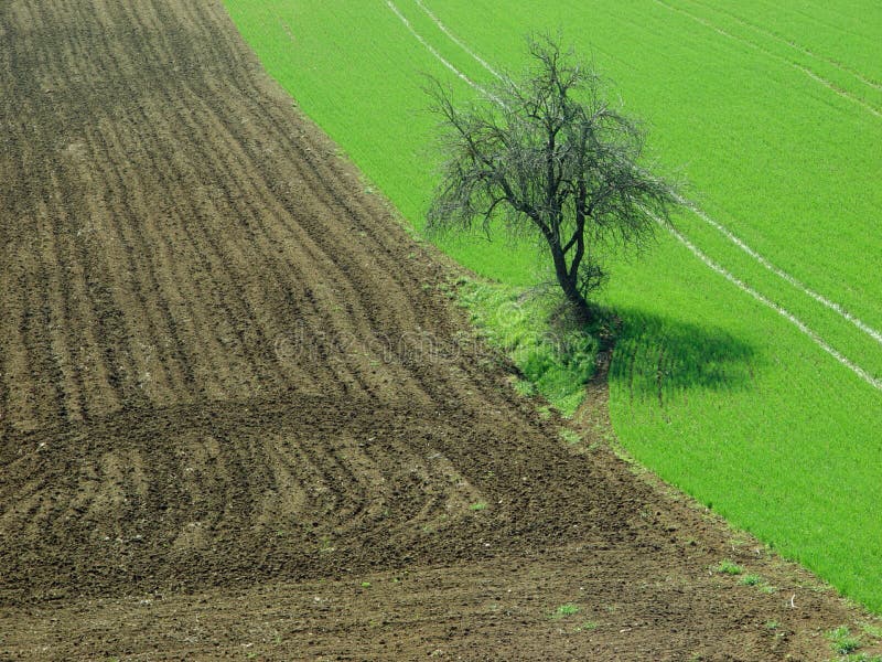Tree in the fields stock image