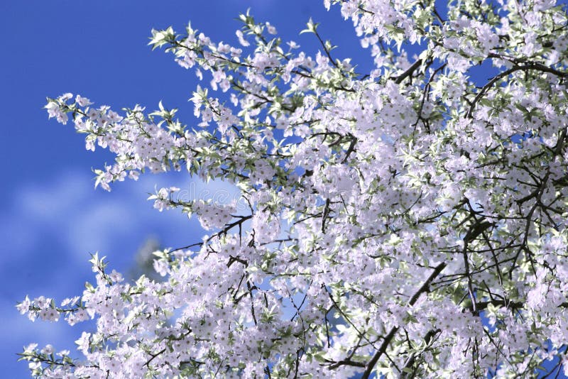 Tree flowers stock photo. Image of branch, spring, colors 5019764