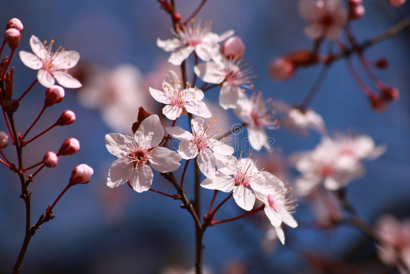 Tree flowers in spring stock image Tree flowers in spring stock image