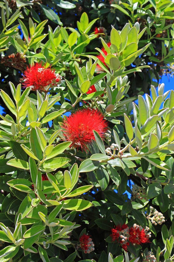 Pohutukawa Tree Red Flowers Sandy Beach Stock Image Image of fringe
