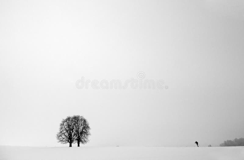 Tree in fog