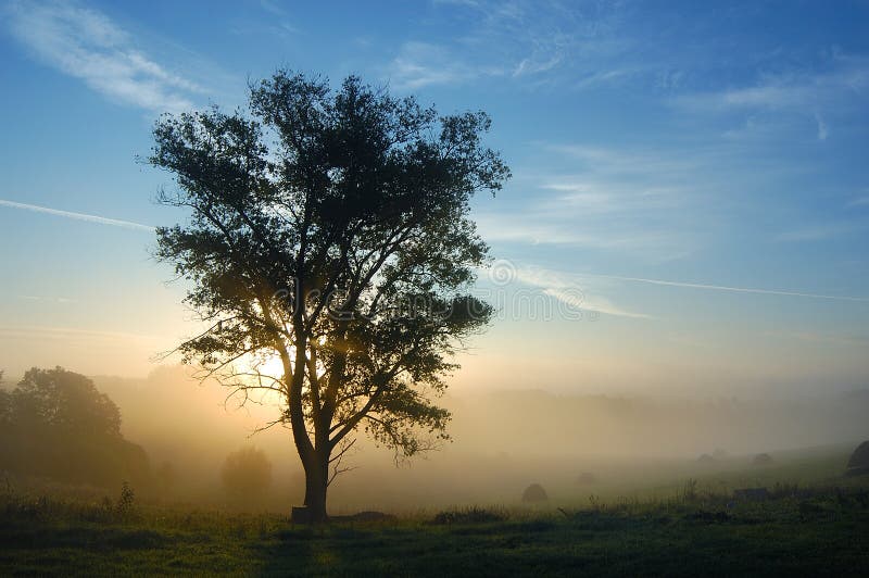 A tree is in fog