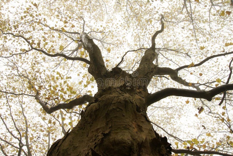 Tree in a fog