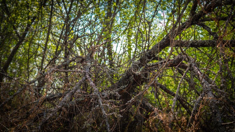 Tree in the forest stock image