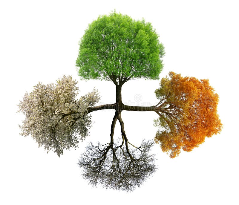 Tree in four season. royalty free stock photo