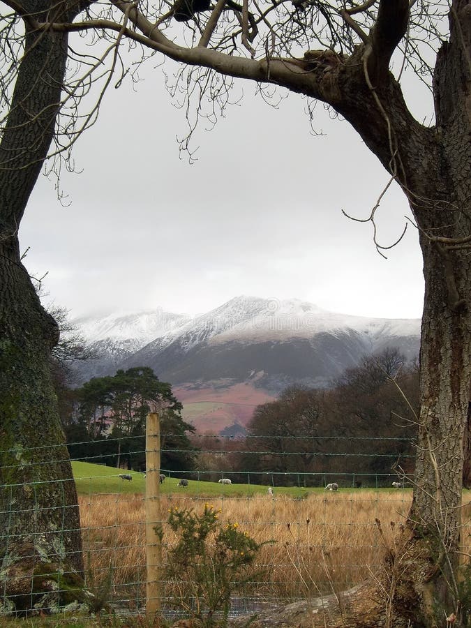 Tree Framed Mountains