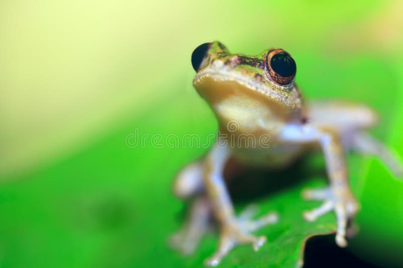 Tree frog