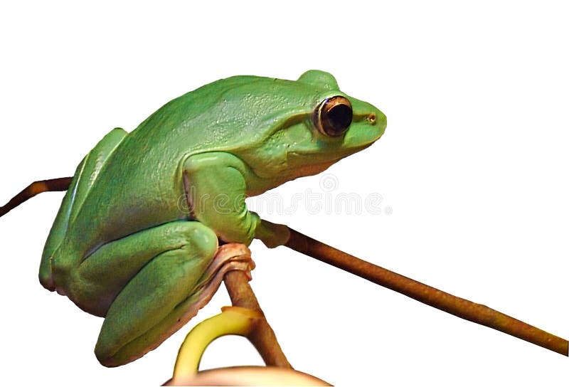 Tree frog