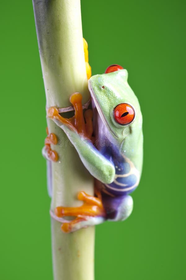 Tree frog