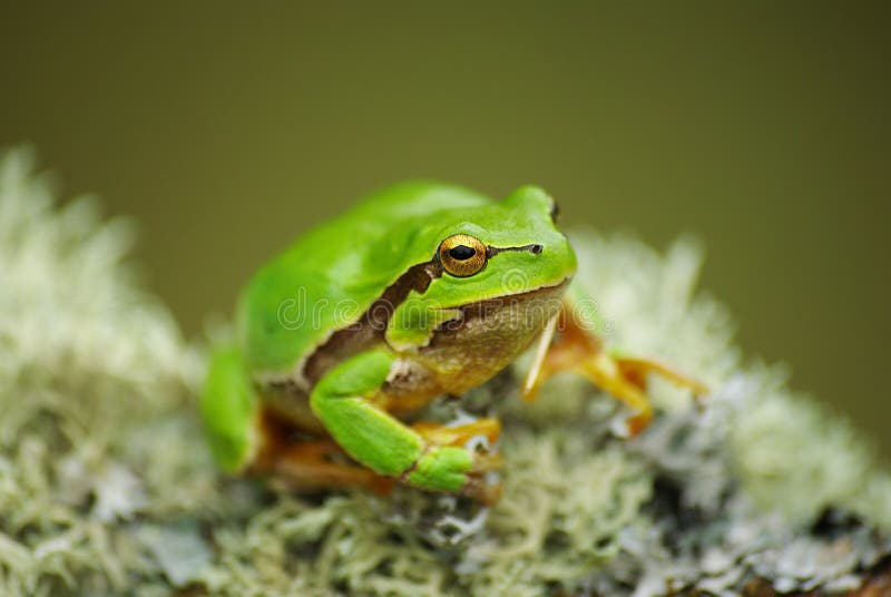 Tree frog