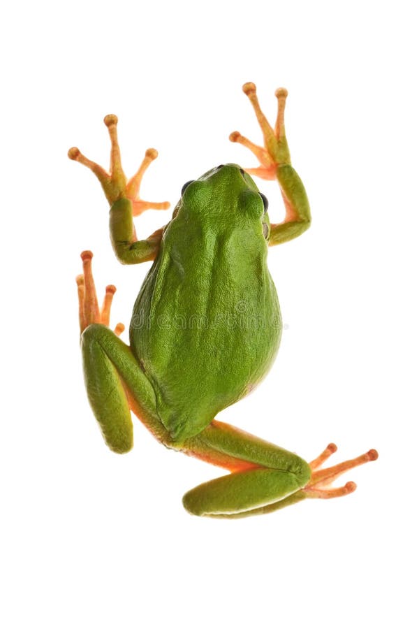 Tree_frog