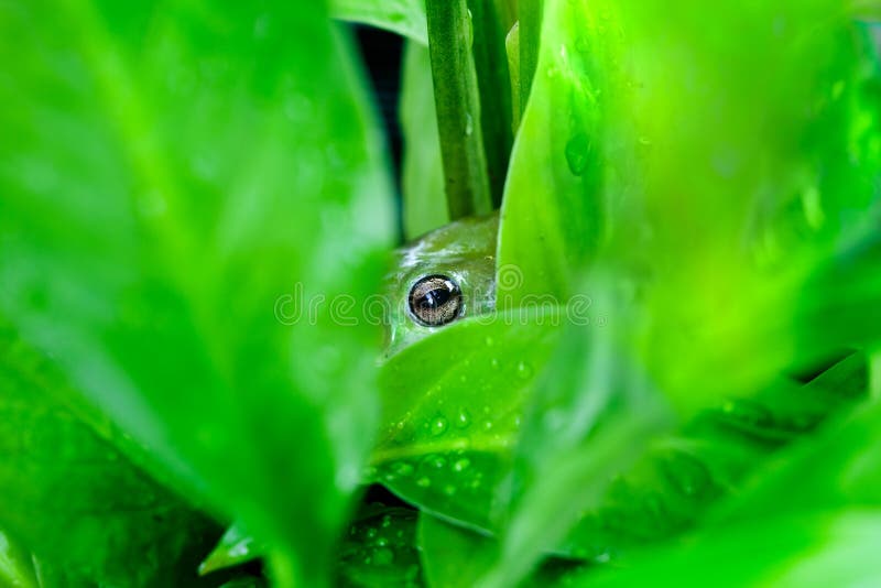 Tree frog