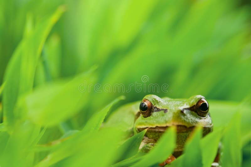 Tree_frog