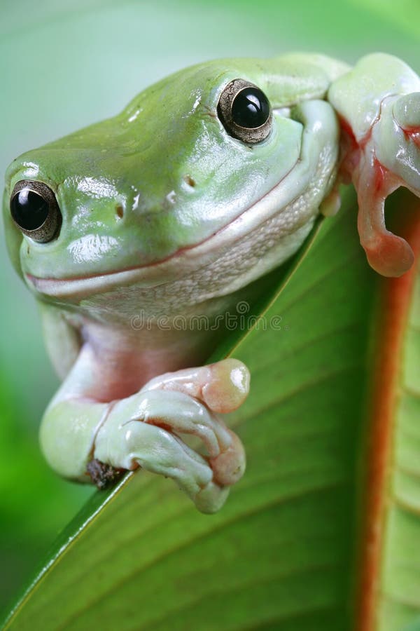 Makro obraz z strom žába na zelený list.