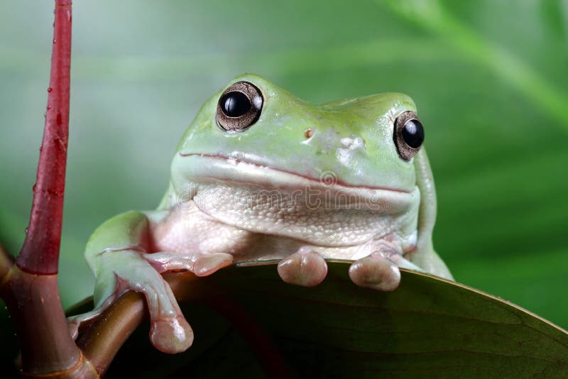 Tree frog