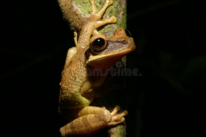 Tree frog