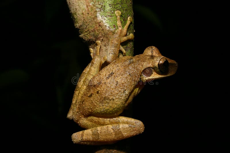 Tree frog