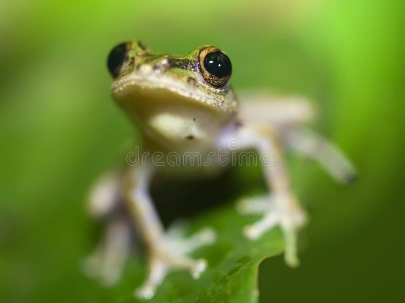 Tree frog