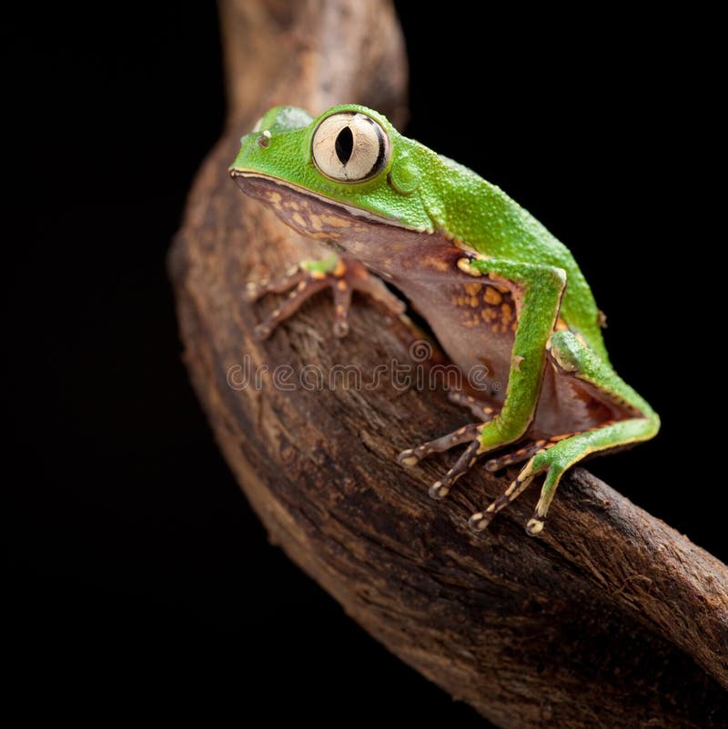Tree frog with big eyes stock image. Image of animal - 23353763