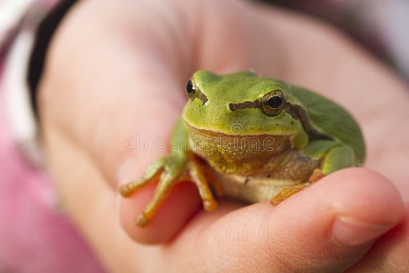 Tree frog on child hand