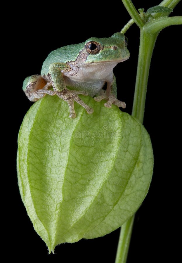 Tree frog on chinese lantern