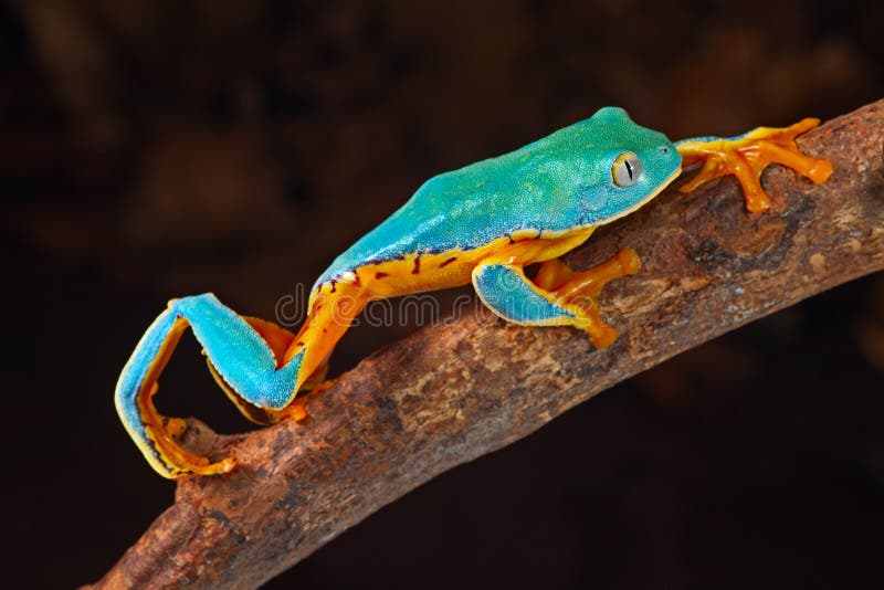 Tree frog climbing stock image Tree frog climbing stock image