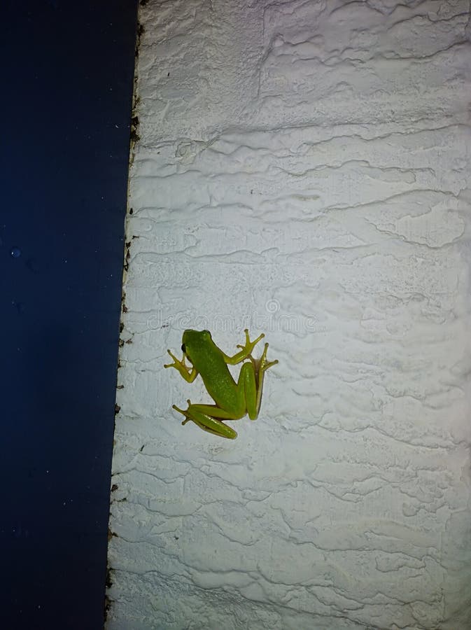 The frog is coming out stock photo. Image of detail 110866768