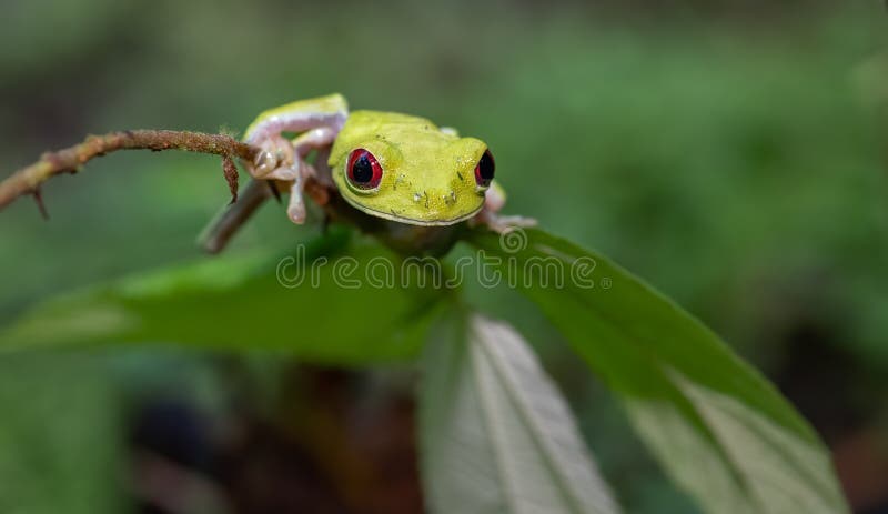 Tree Frog in Costa Rica stock image