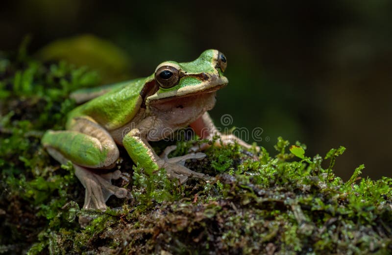 Tree Frog in Costa Rica royalty free stock photo
