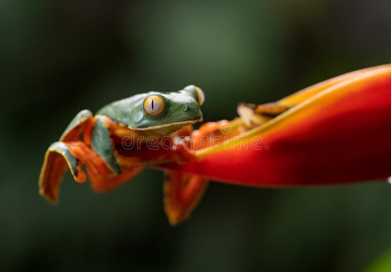 A Tree Frog in Costa Rica royalty free stock image