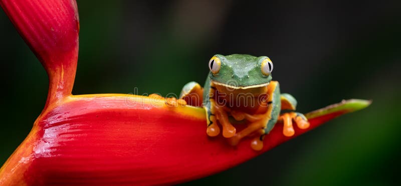 A Tree Frog in Costa Rica stock photos