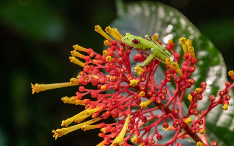 Tree Frog in Costa Rica royalty free stock photos