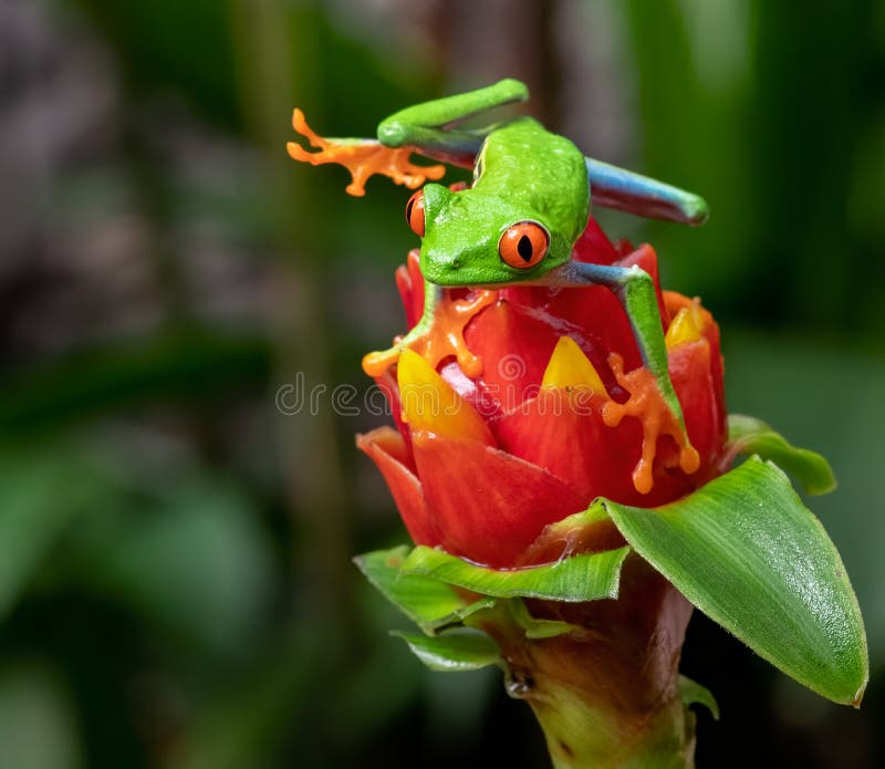 Tree Frog in Costa Rica royalty free stock images