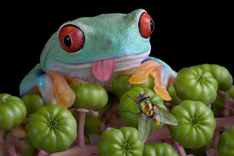 Tree frog eyeing fly