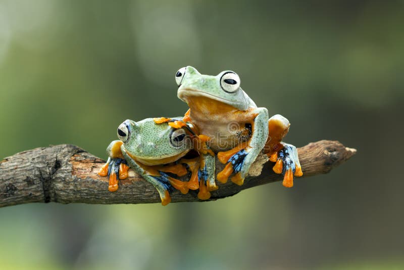 Tree frog, Flying frog on the branch royalty free stock images