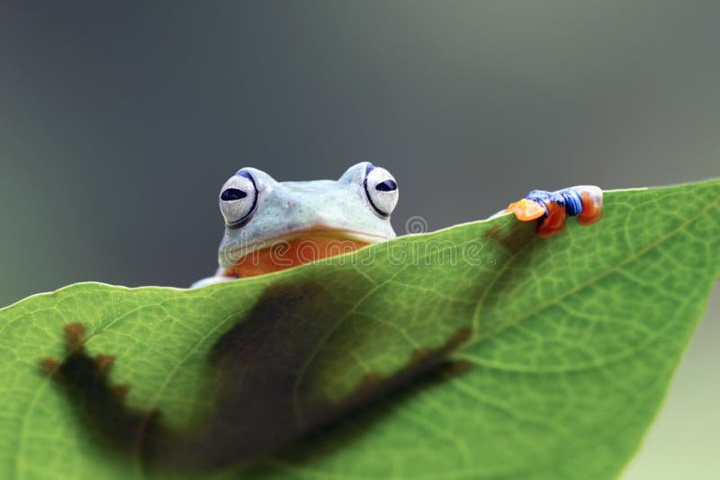 Tree frog, Flying frog on the gree leaf stock photography Tree frog, Flying frog on the gree leaf stock photography