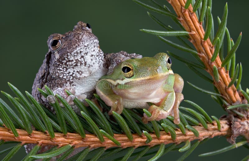 Tree frog friends