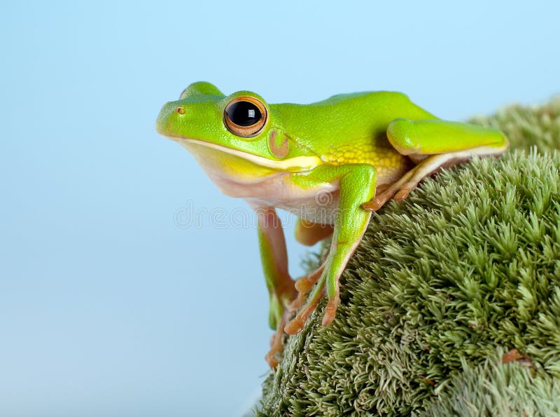 Tree frog in the garden