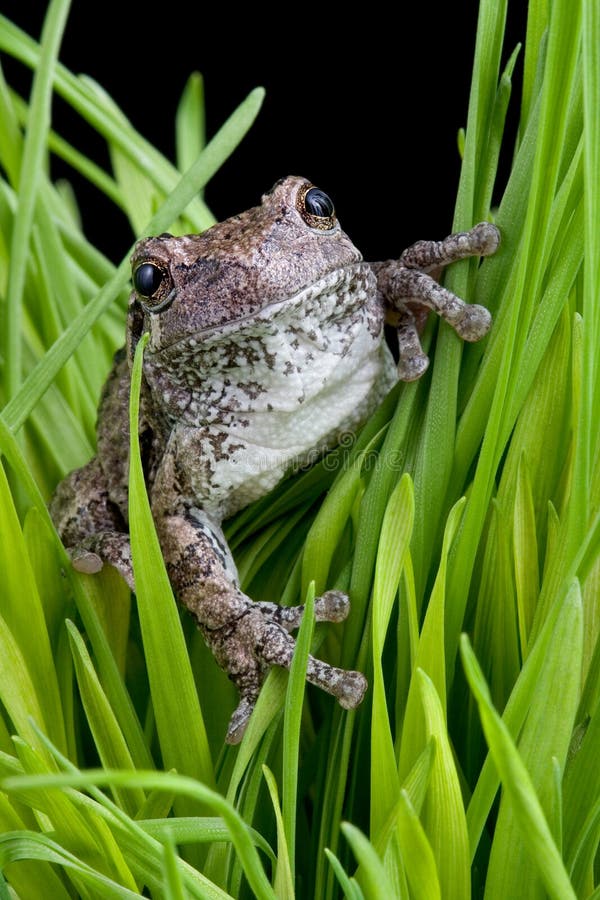 Tree frog in grass