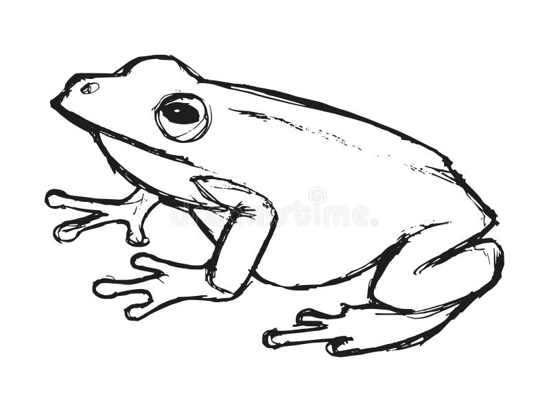 tree frog sketch tree frog sketch