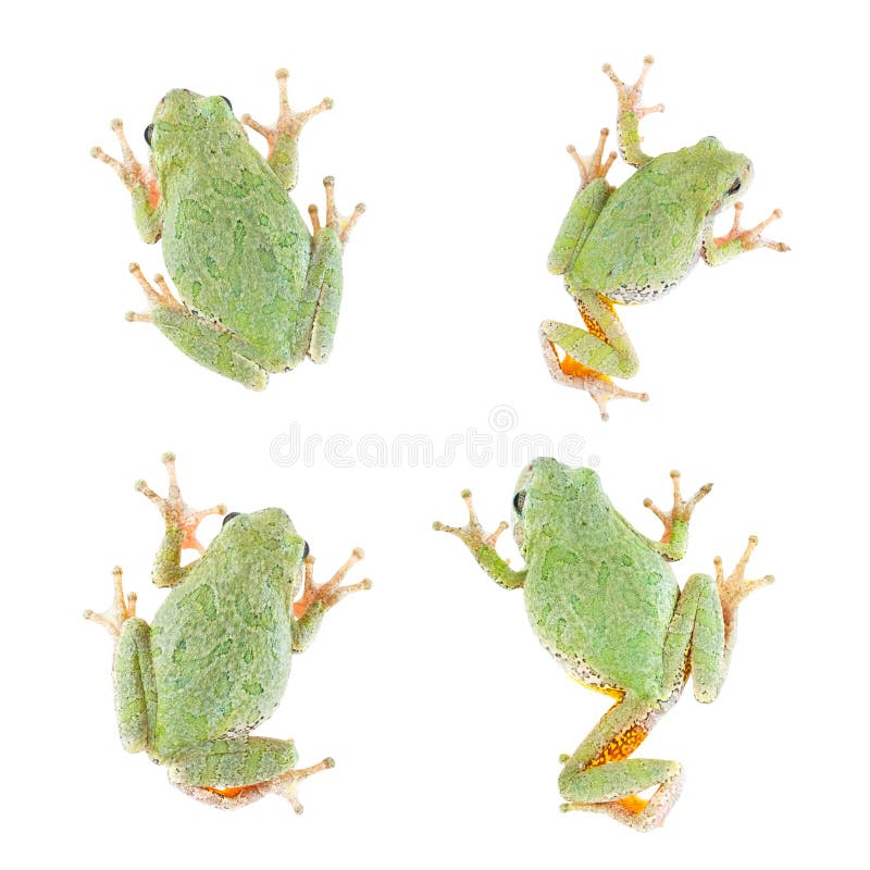 Tree Frog Isolated, 4 Views