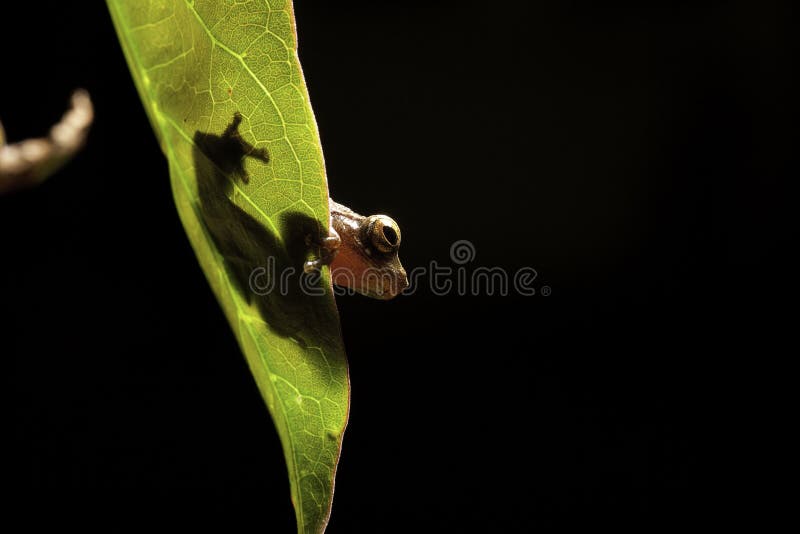 Tree frog leaf amphibian hiding amazon rain forest royalty free stock photos
