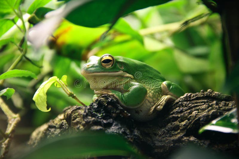 Frog - Wikipedia